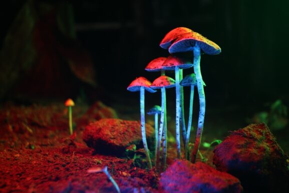 Bryan Johnson's Psilocybin Longevity Experiment