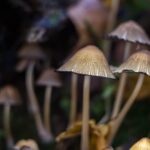 Psilocybin Microdoses Boost Creative Quality