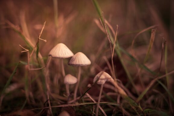 What Trump's Psychedelics Executive Order Means for Psilocybin