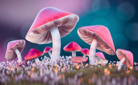 Magic Mushroom That Makes People See Tiny People