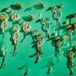 Oregon psilocybin safety