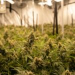 high dose THC psychedelic effects