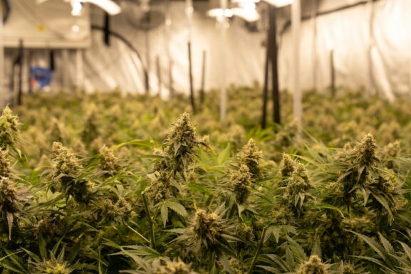high dose THC psychedelic effects