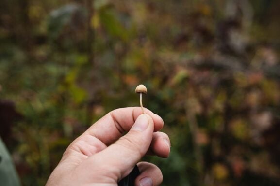 psilocybin chemotherapy nerve damage